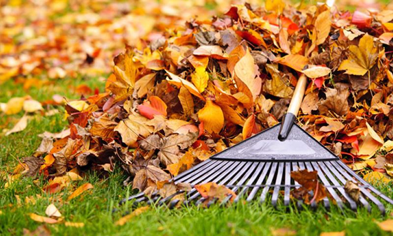 Leaf Clean Up